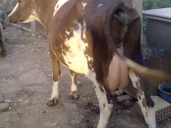 3. Снимка на продавам крави и телета