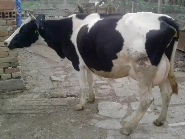 5. Снимка на продавам крави и телета