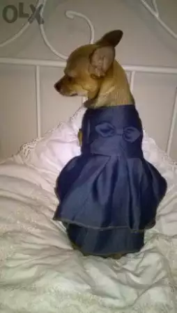 Дрехи за кучета - Дънкова рокличка за кучета