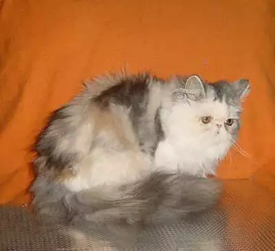 1. Снимка на Персийски котенца