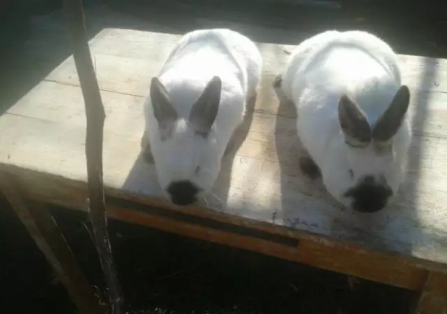 1. Снимка на Продавам калифорнийски зайци