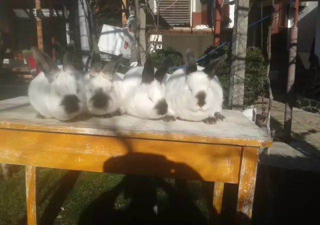 Продавам калифорнийски зайци