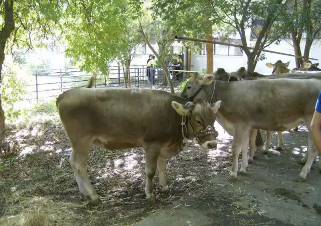 1. Снимка на Продавам крави, юници и телета