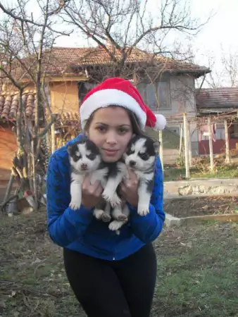 1. Снимка на продавам малки кученца от породата сибирско хъски