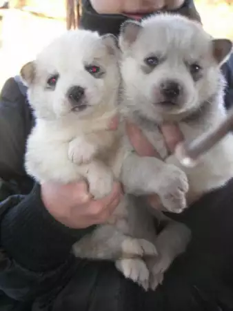 3. Снимка на продавам малки кученца от породата сибирско хъски