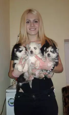 5. Снимка на продавам малки кученца от породата сибирско хъски