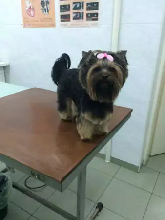 41. Снимка на Подстригване на кучета в Стара Загора