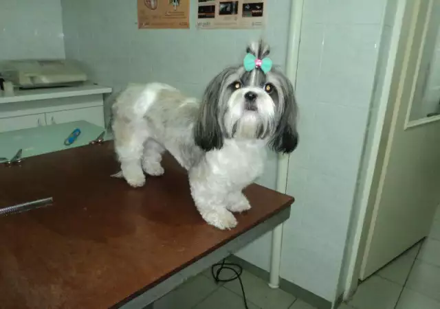 42. Снимка на Подстригване на кучета в Стара Загора
