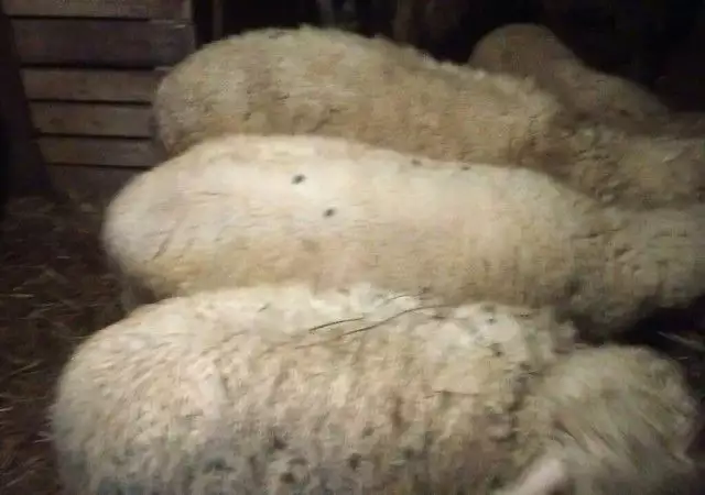 1. Снимка на Продавам овце