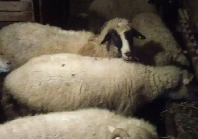 4. Снимка на Продавам овце