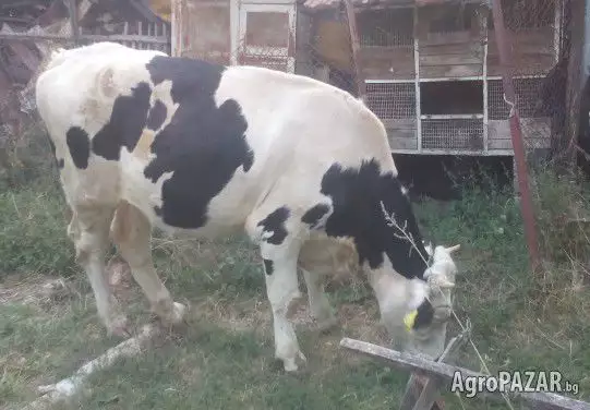 2. Снимка на Продавам две крави и юница