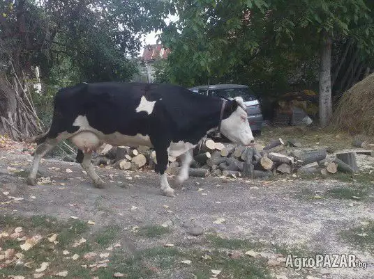 3. Снимка на Продавам две крави и юница
