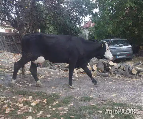 5. Снимка на Продавам две крави и юница