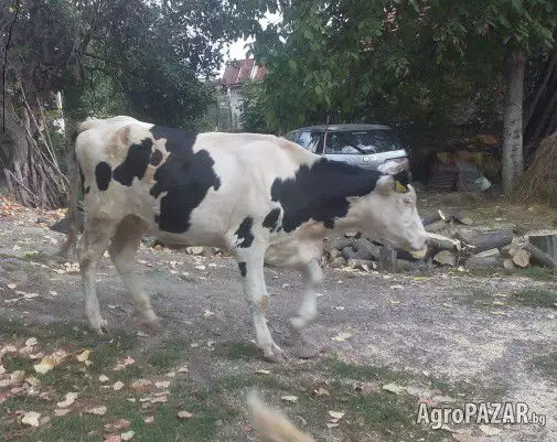 6. Снимка на Продавам две крави и юница