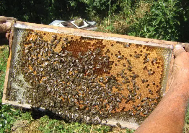 1. Снимка на Пчелни полуизградени пластмасови основи