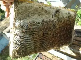 Пчелни полуизградени пластмасови основи