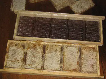 2. Снимка на пчелни пластмасови основи Бипакс