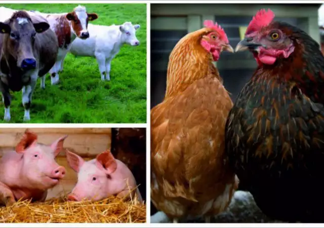 1. Снимка на Фуражни смески за селскостопански животни и птици