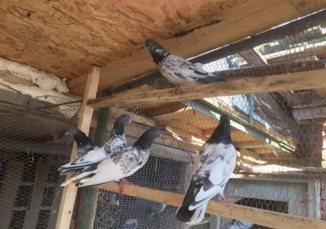 1. Снимка на Продавам пакистански гълъби