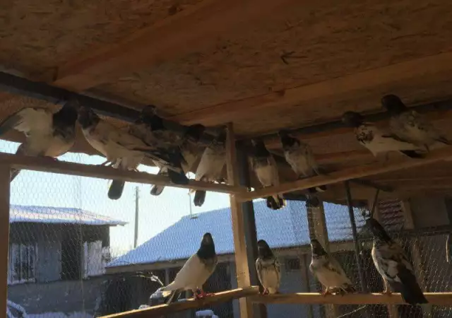 11. Снимка на Продавам пакистански гълъби