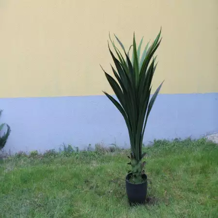 1. Снимка на Изкуствена палма Юка Филаментоса.