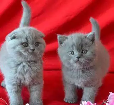 3. Снимка на Британски и шотландски клепоухи котета