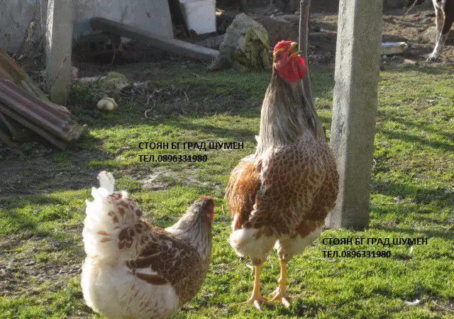 2. Снимка на Продавам яйца за люпене и пилета от Елитен Виандот - Сплаш