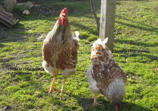 3. Снимка на Продавам яйца за люпене и пилета от Елитен Виандот - Сплаш