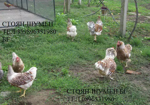 4. Снимка на Продавам яйца за люпене и пилета от Елитен Виандот - Сплаш