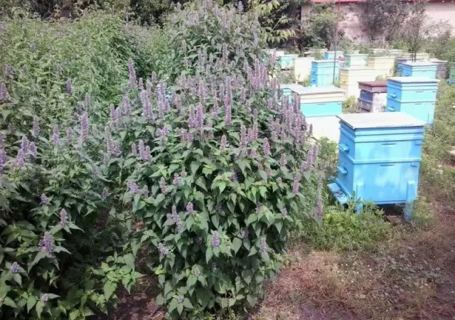 Лофант силно медоносно растение за пчели
