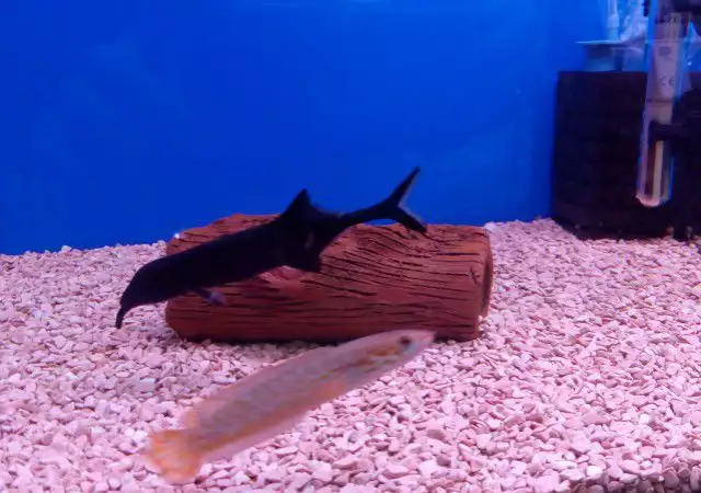 2. Снимка на Продавам gnathonemus petersii риба слонче