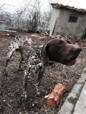Изгубено куче, Курцхаар от Варна в района на Терапията и Хле