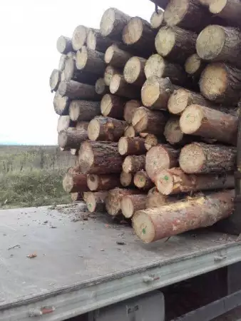 1. Снимка на Kупувам дървa за огрев и трупи от райна на Бургас