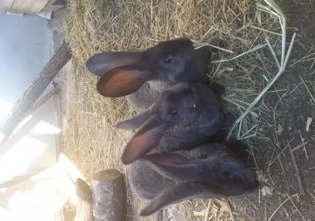 Продава зайци