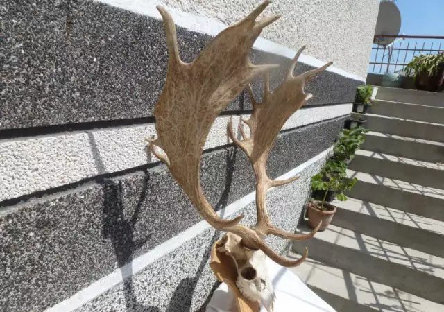 2. Снимка на трофейни рога от елен лопатар