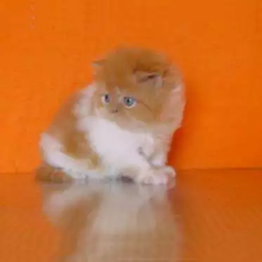 2. Снимка на Продавам две персийски котета