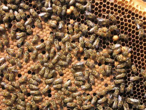 1. Снимка на Пчелни отводки - записване