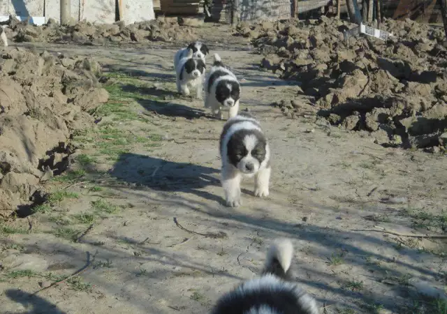 1. Снимка на Продавам чистокъвни каракачански кучета