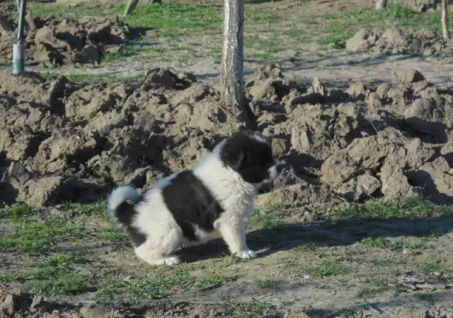 3. Снимка на Продавам чистокъвни каракачански кучета