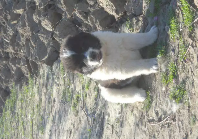 4. Снимка на Продавам чистокъвни каракачански кучета