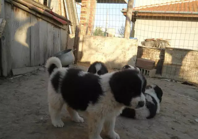 6. Снимка на Продавам чистокъвни каракачански кучета