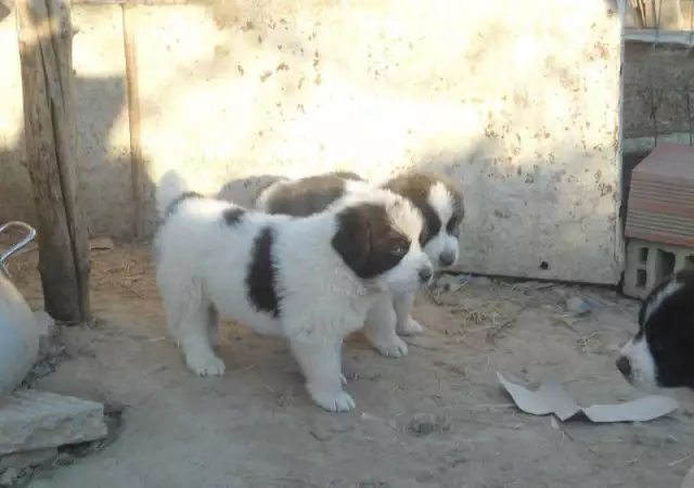 7. Снимка на Продавам чистокъвни каракачански кучета