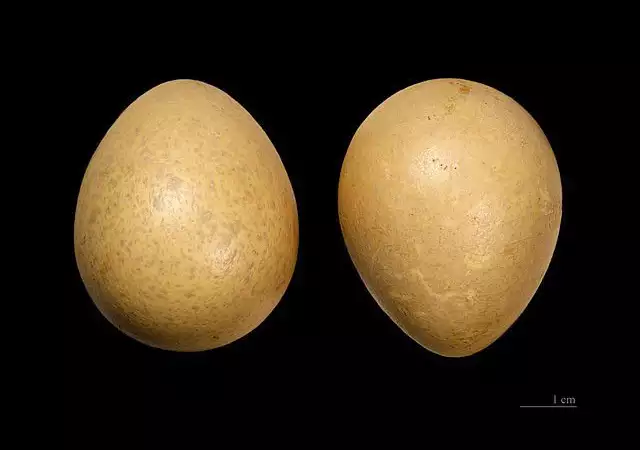 1. Снимка на НАЙ - ЗДРАВИТЕ яйца за Великден