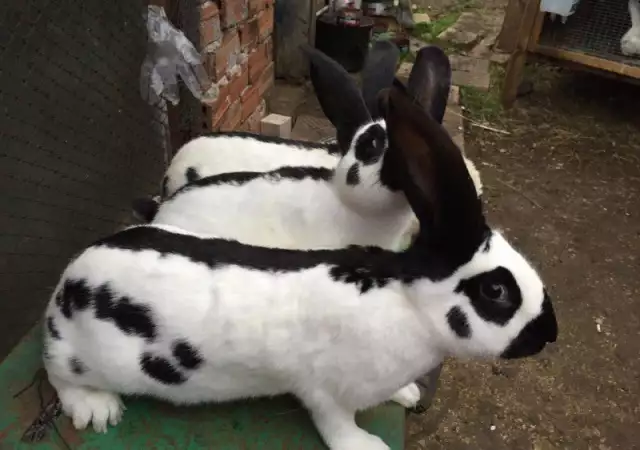Продавам зайци
