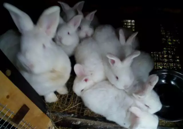 1. Снимка на Продавам зайци