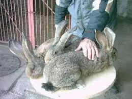 3. Снимка на Продавам целогодишно зайци