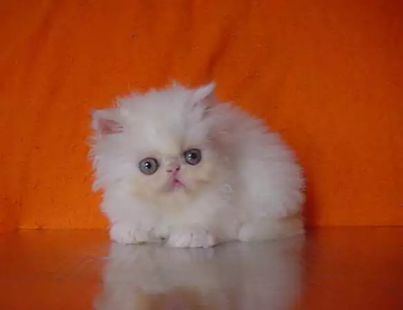 1. Снимка на Бели персийски котета