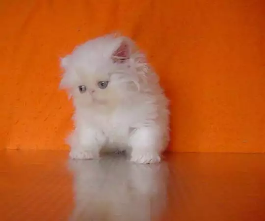Бели персийски котета