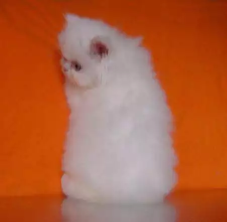 Бели персийски котета