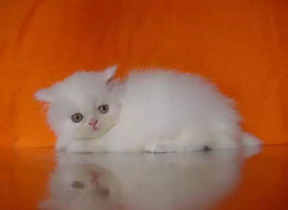4. Снимка на Бели персийски котета